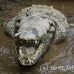 crocodile_american_tar_h_1582_cos2585.jpg